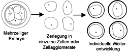 Schematische Darstellung des Embryosplittings